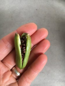 Dietes seed pod