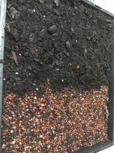 Sowing Dietes seeds