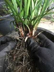 dividing-liriope-muscari-Samantha-propagation-everydaywits