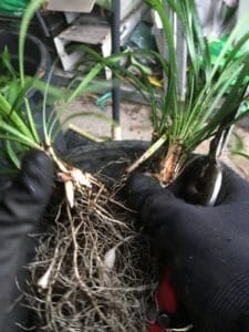 propagate-liriope-muscari-Samantha-propagation-everydaywits