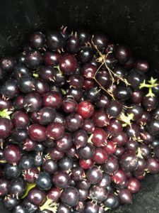 ripe sweet box berries