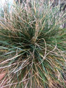 Blue fescue-Festuca glauca-bargain bin-division