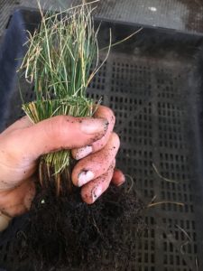 Blue Fescue Grass-Festuca Glauca-Propagation-Everydaywits