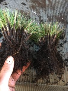 Blue Fescue Grass-Festuca Glauca-dividing clumps