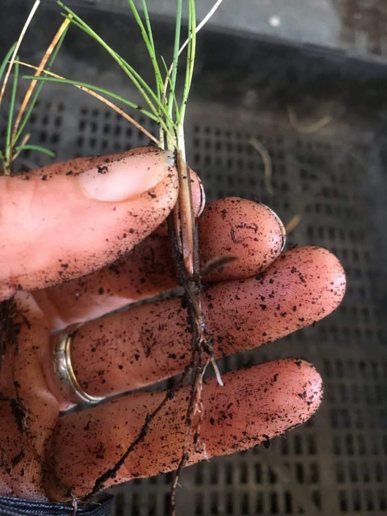 Blue Fescue Grass-Festuca Glauca-Propagation-Everydaywits