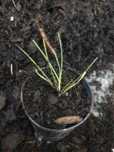 Blue fescue- Festuca glauca-Propagation-Everydaywits