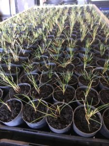 Blue fescue- Festuca glauca-Propagation-Everydaywits