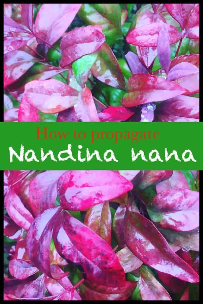Propagate nandina nana-Dwarf sacred bamboo