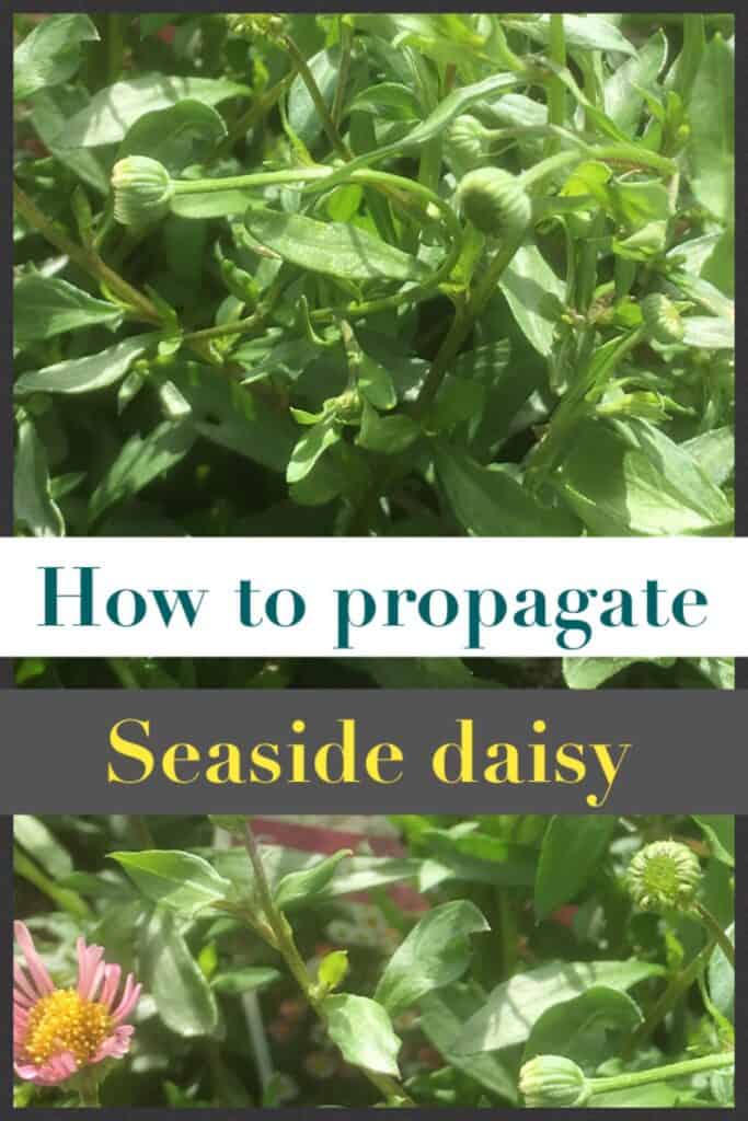 Propagate Erigeron- Seaside daisy