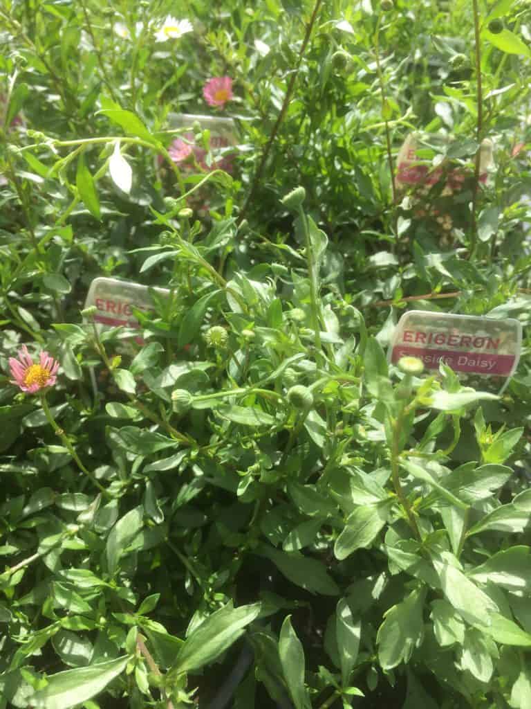 Erigeron karvinskianus - seaside daisy