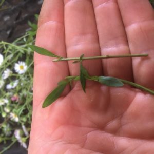 Erigeron seaside daisy cutting