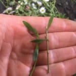 Erigeron seaside daisy cutting