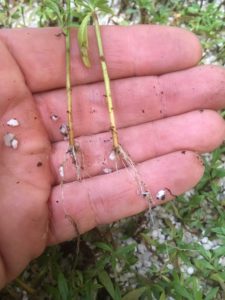 Erigeron seaside daisy struck cuttings