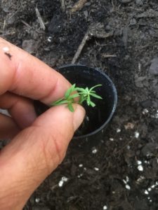 Potting Erigeron karvinskianus - seaside daisy cutting