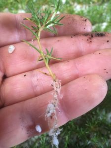 Scleranthus biflorus cuttings with roots