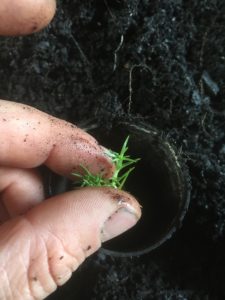 Potting scleranthus biflorus cutting