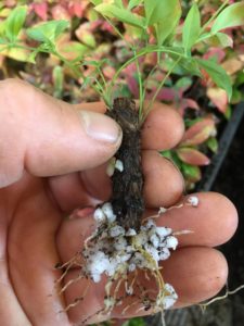 struck nandina nana cutting