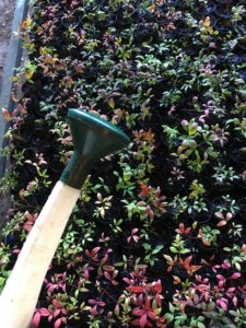 Freshly potted nandina nana cuttings