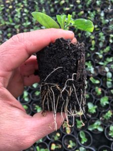 Convolvulus sabatius tubestock