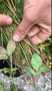 Nandina nana stems