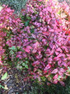 Nandina nana