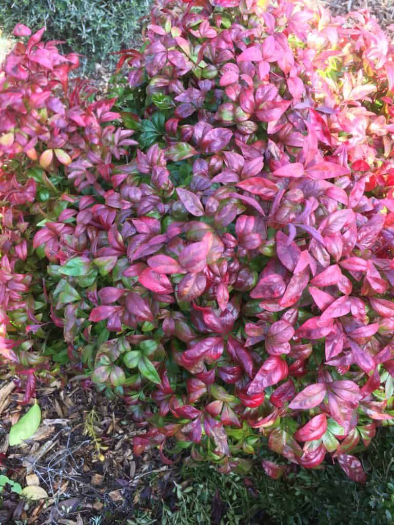 Nandina nana