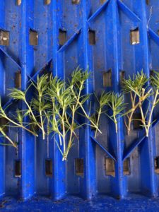 Scleranthus biflorus cuttings