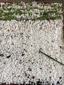 Scleranthus biflorus cuttings in perlite peat moss mix