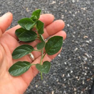 Convolvulus sabatius cutting