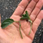 Convolvulus sabatius cuttings