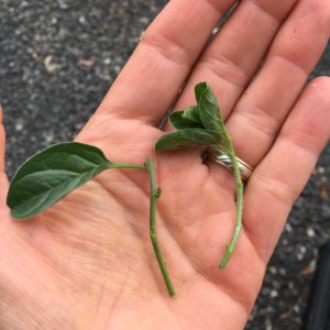 Convolvulus sabatius cuttings