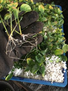 Convolvulus sabatius struck cuttings