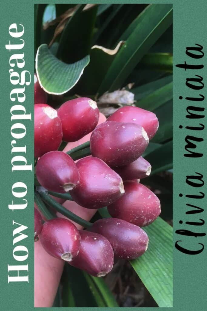 Propagate clivia