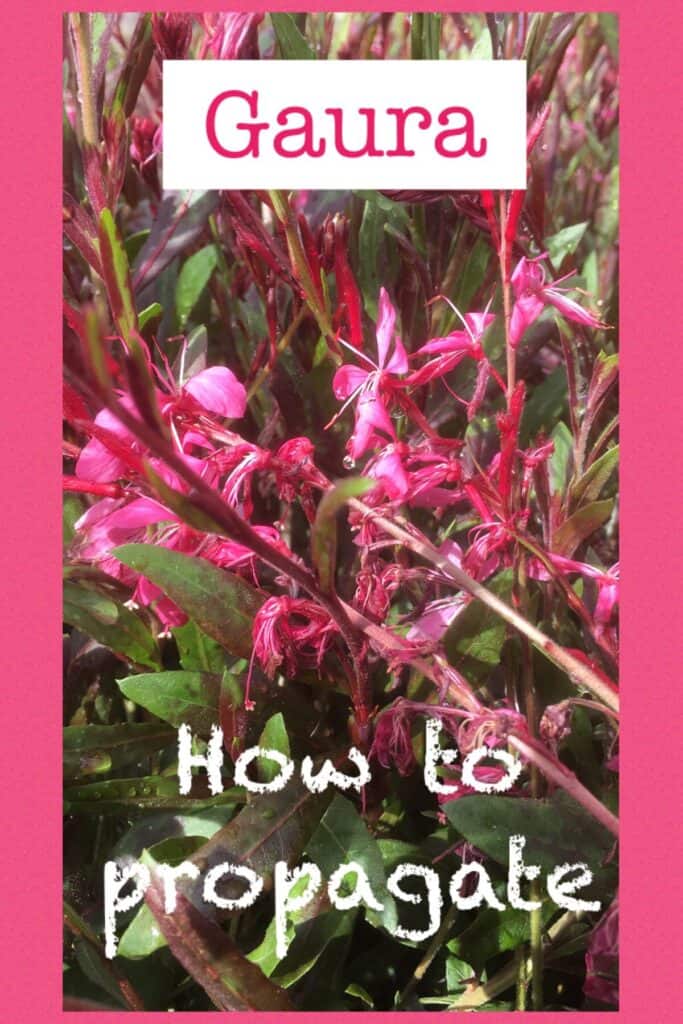 Gaura propagation