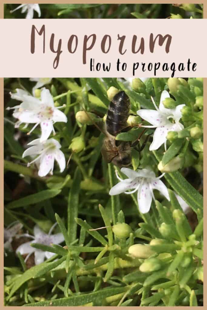 Propagate Myoporum