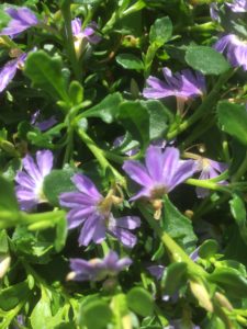 Scaevola (fan flower) Albida- Mauve clusters