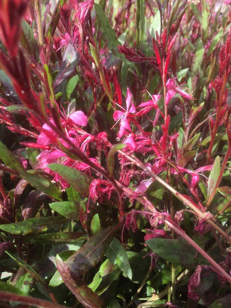 Gaura lindheimeri(butterfly Bush) pink