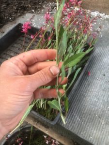 Gaura lindheimeri butterfly bush, stem