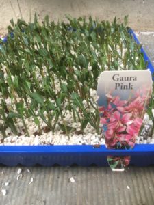 Gaura cuttings in perlite peat moss mix