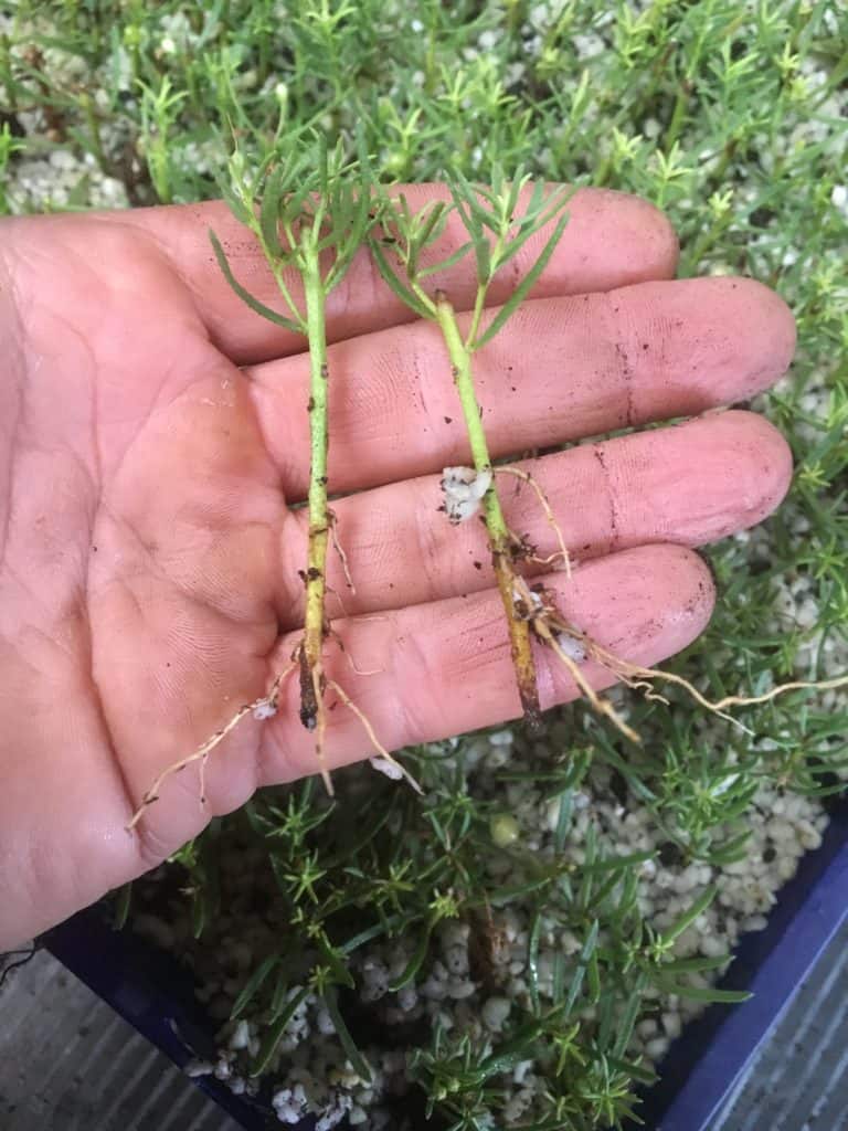 Myoporum parvifolium fine leaf form cuttings with roots