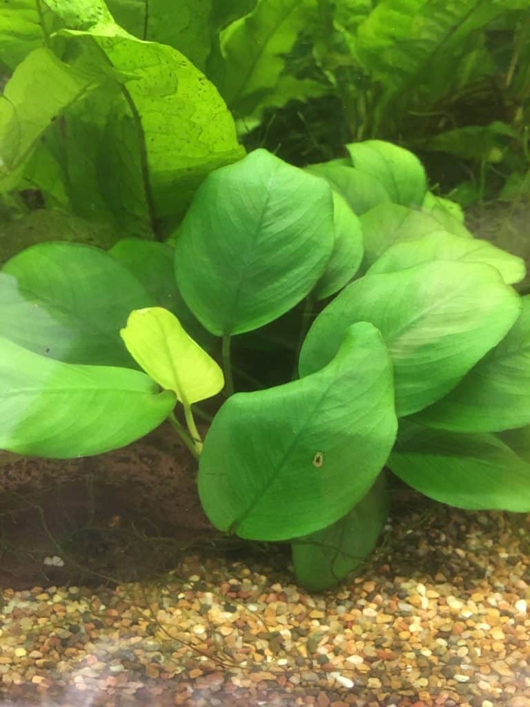 Anubias