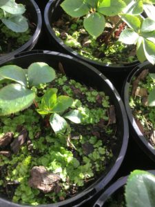 Liverwort on helleborus