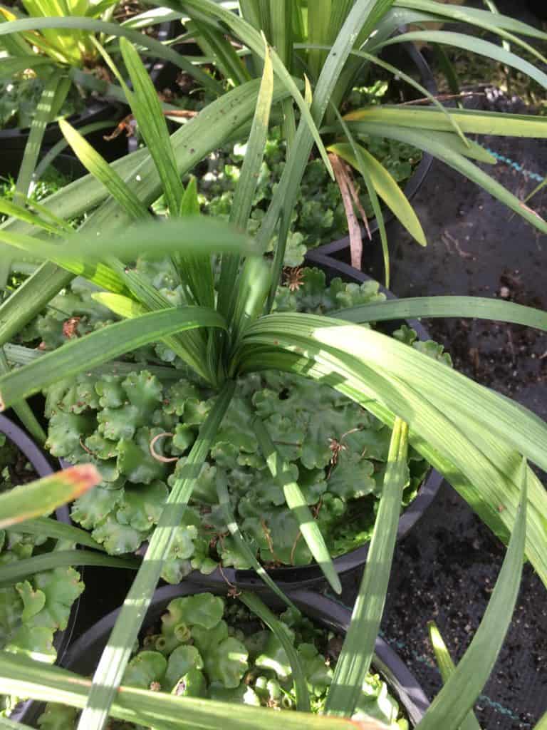 Liverwort growing on lirope samntha