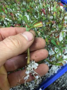 Gaura cuttings with roots