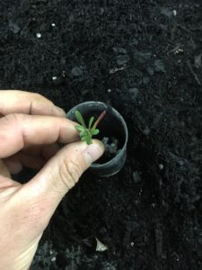 Potting Gaura grown from cutting