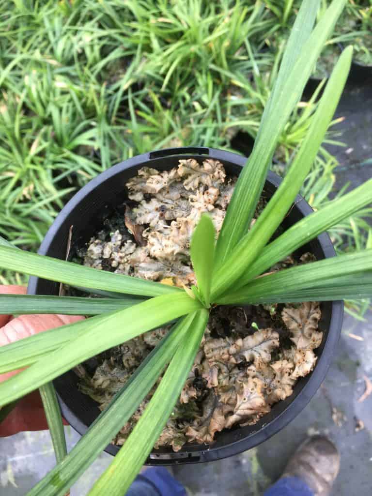 Liverwort on liriope samantha after spaying with regen shield