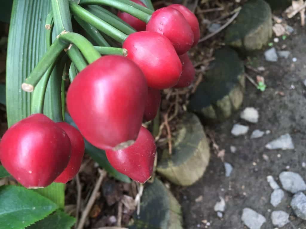 Clivia berries ready for harvest