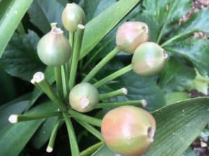 Civia berries starting to ripen