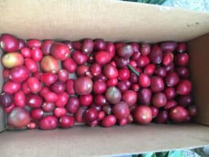 Harvested clivia berries