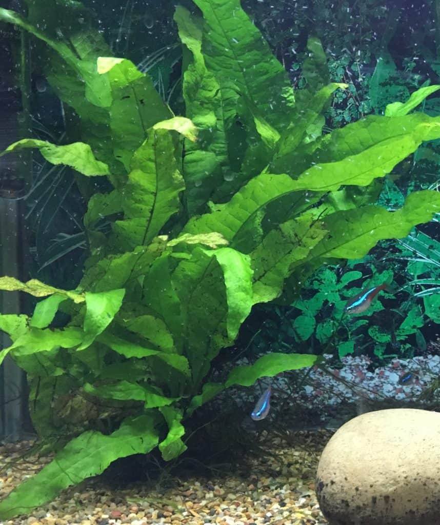 java fern